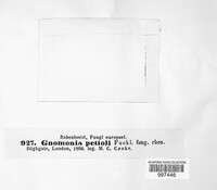Gnomonia petioli image